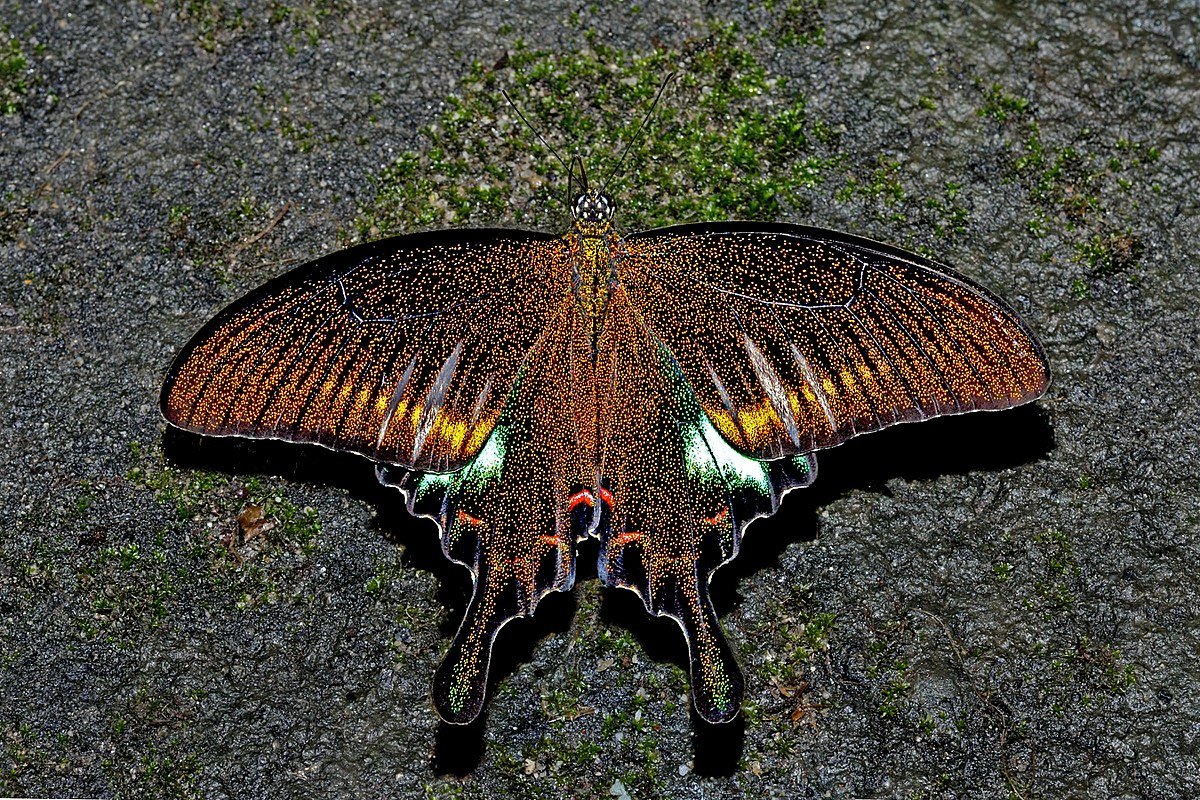 Бабочка Papilio Bianor