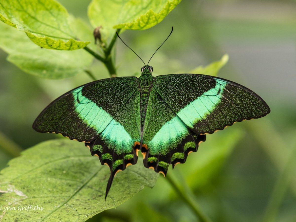 Бабочка Papilio Bianor