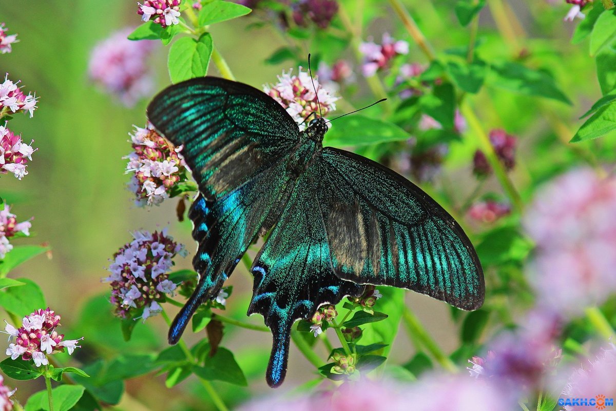 Парусник Маака (Papilio maackii)