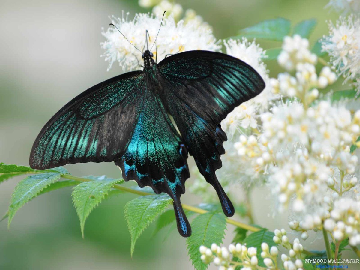 Хвостоносец Маака бабочка