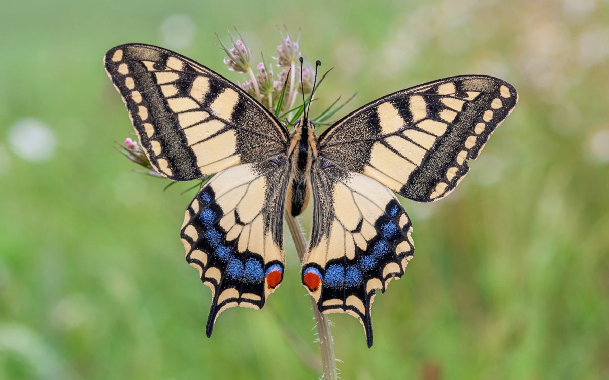 Бабочка Papilio Bianor