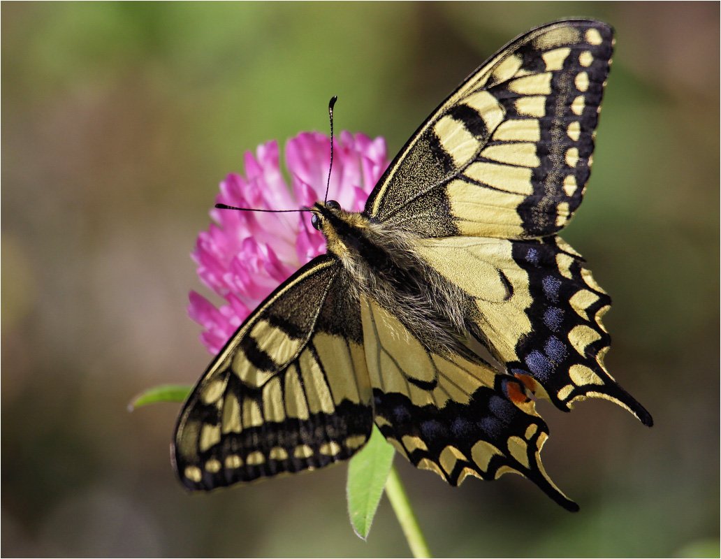 Хвостоносец Маака бабочка