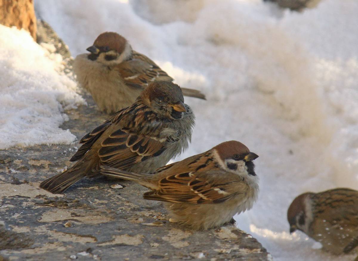 Зимующая птица Воробей домовый