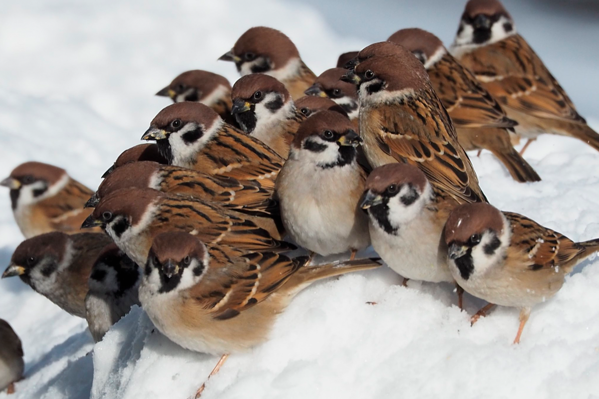 Стая Воробьев