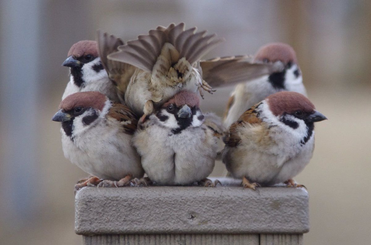 Японский Воробей