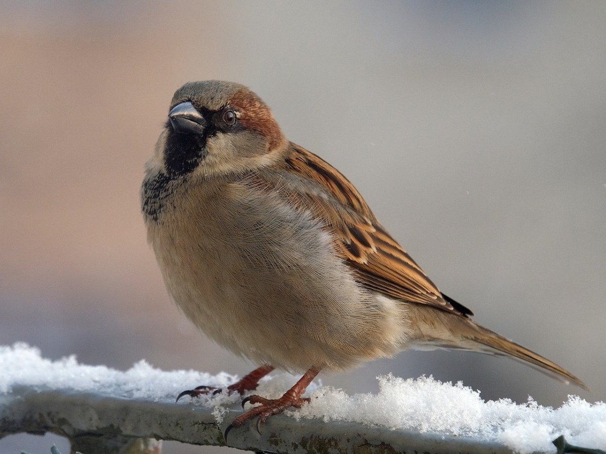 Снежный Воробей