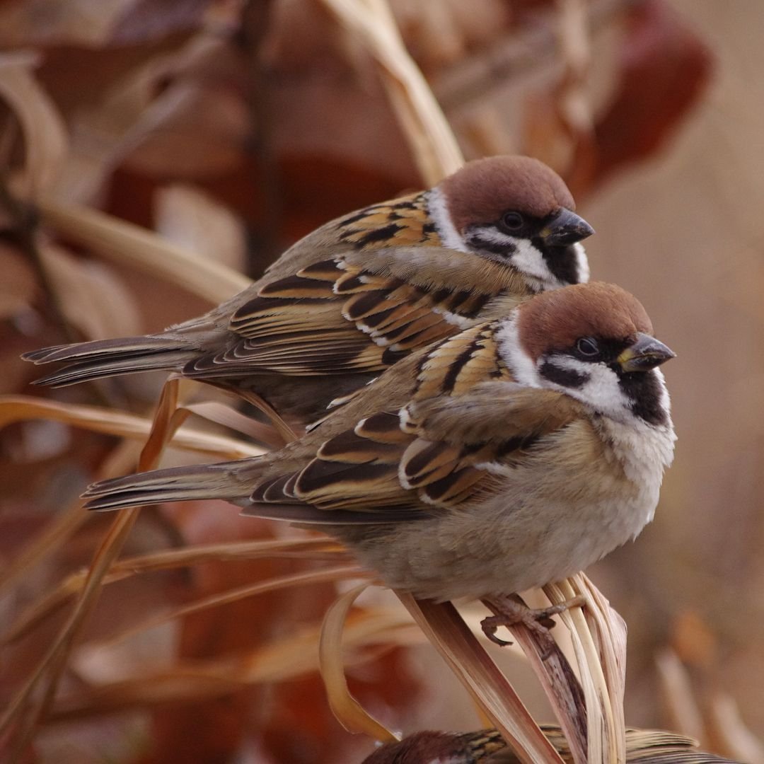 Птица Воробей