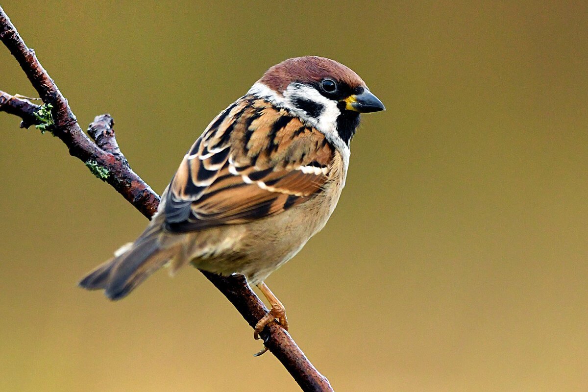 Воробей фото рисунок