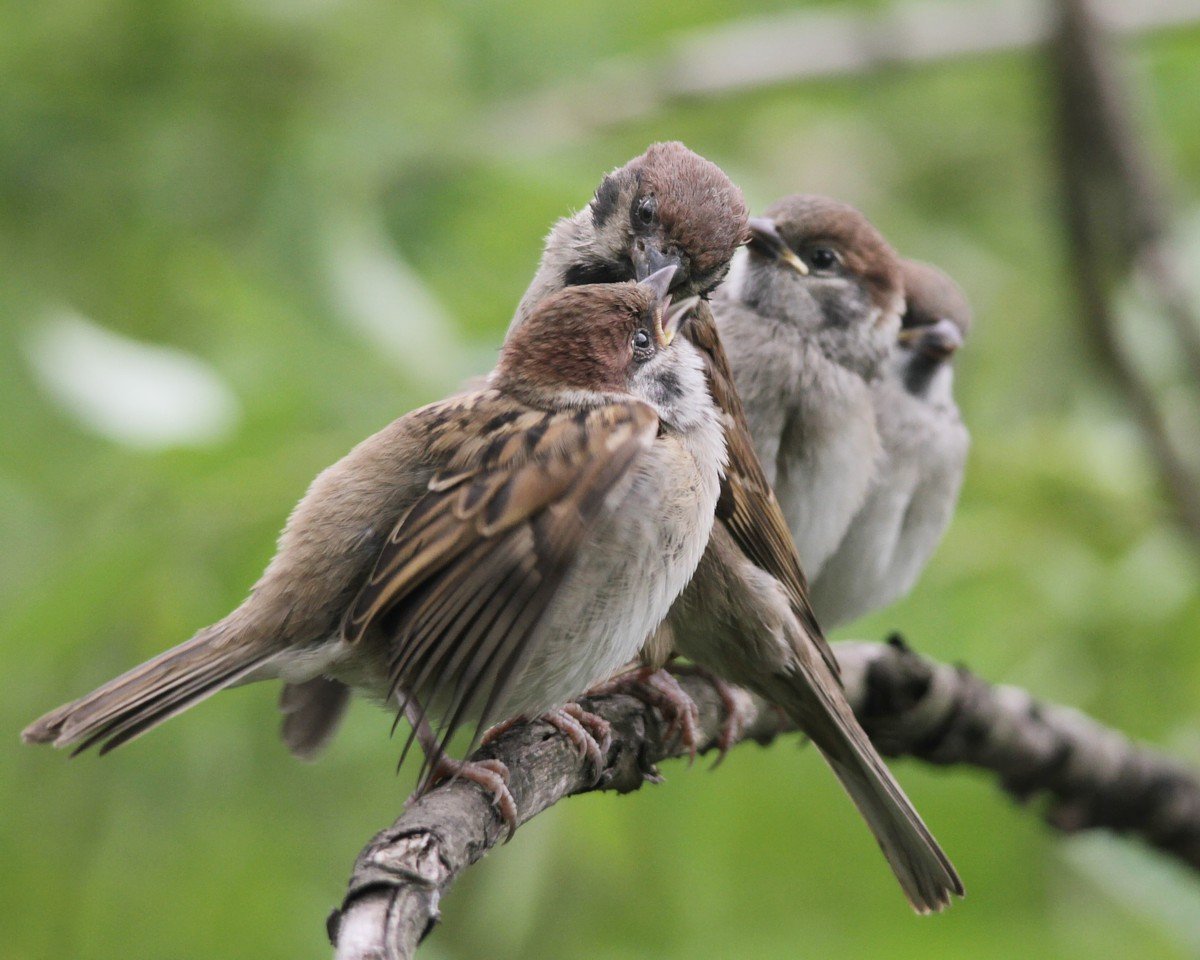 Слеток полевого воробья