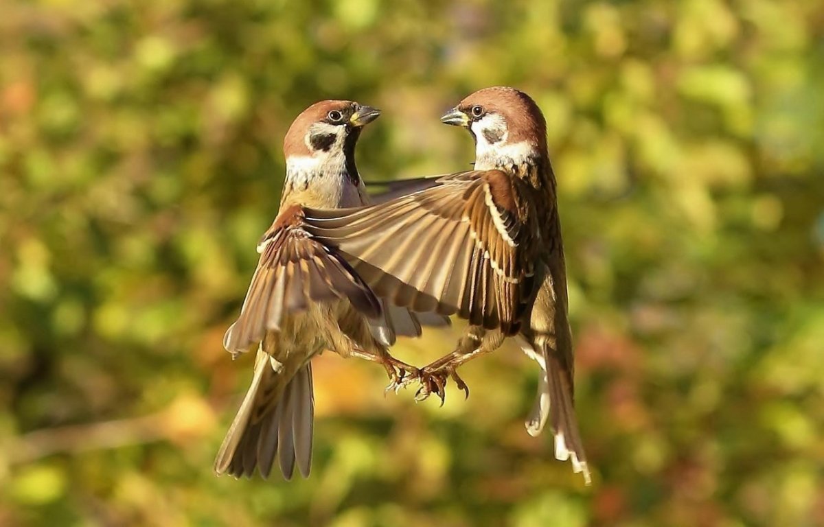 Красивый Воробей