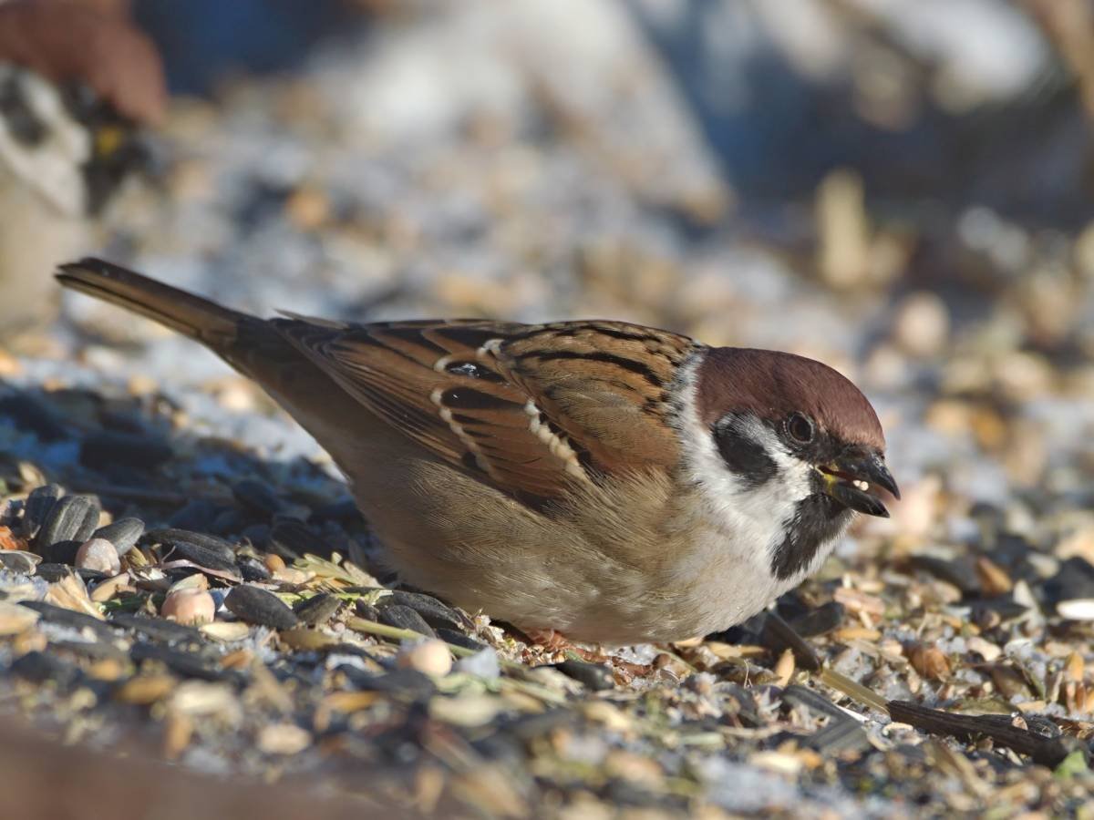 Сибирский Воробей
