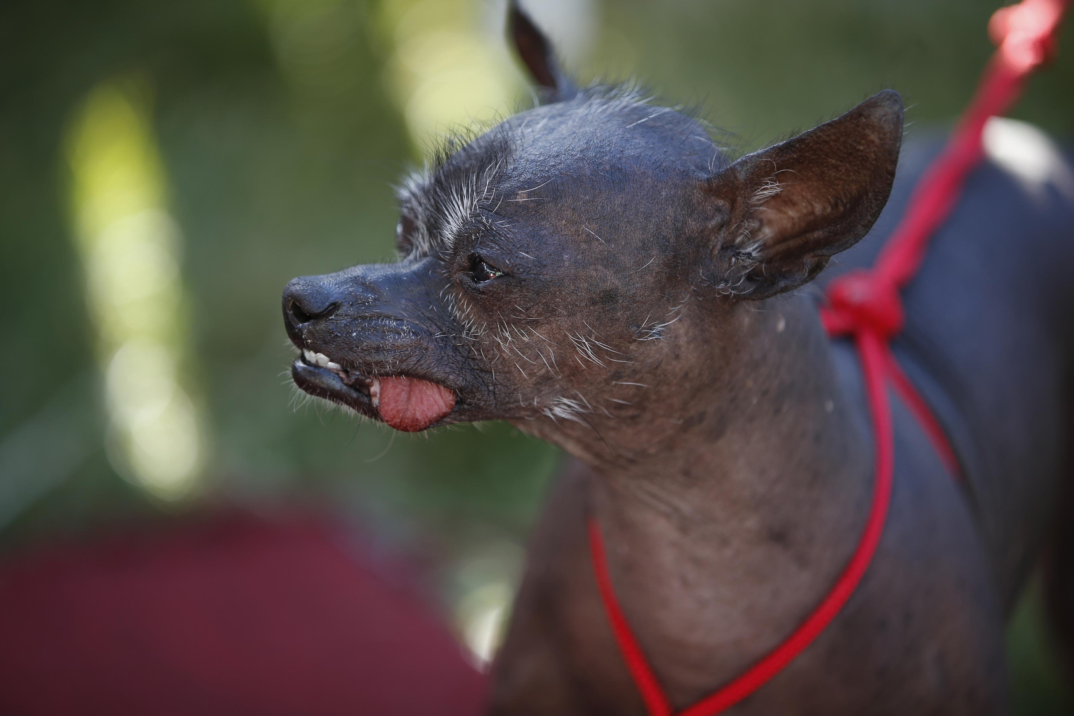 Порода самой страшной собаки. Китайская хохлатая сутулая. Мексиканская хохлатая уродливая. Мексиканская хохлатая собачка. Мексиканская лысая чихуахуа.
