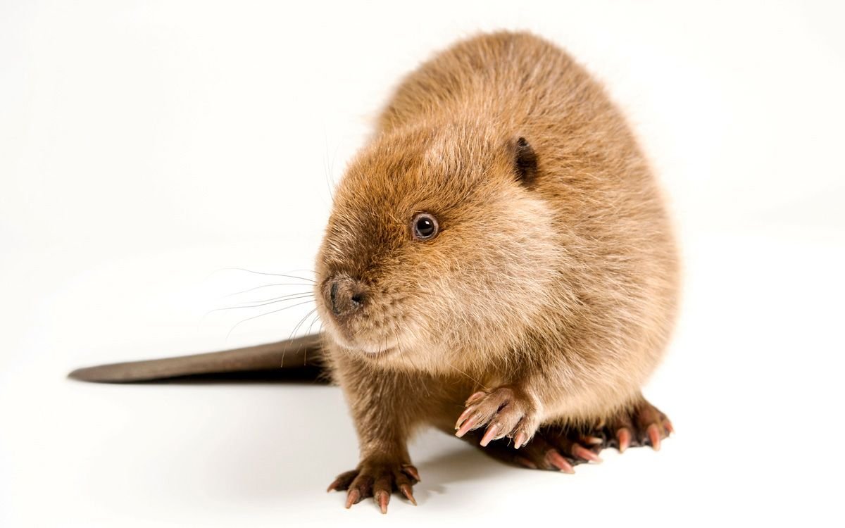 Нутрия болотный Бобр