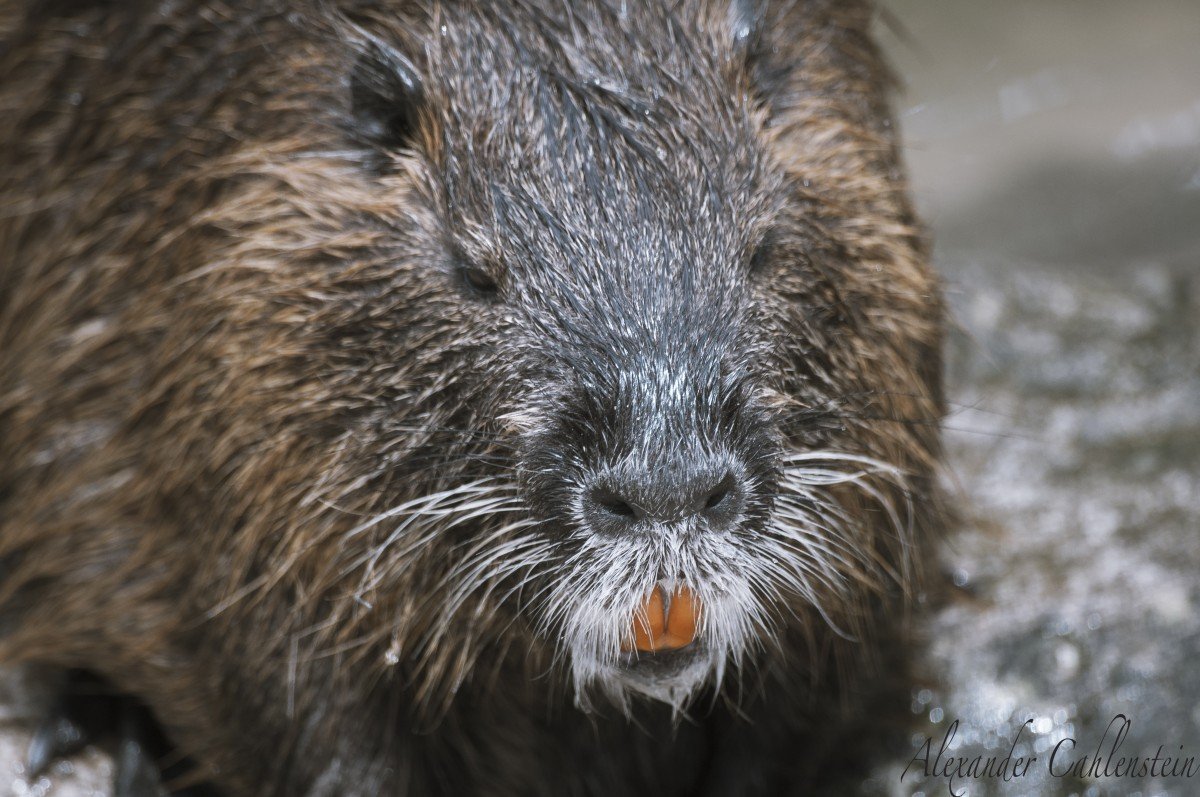 Вомбат и нутрия