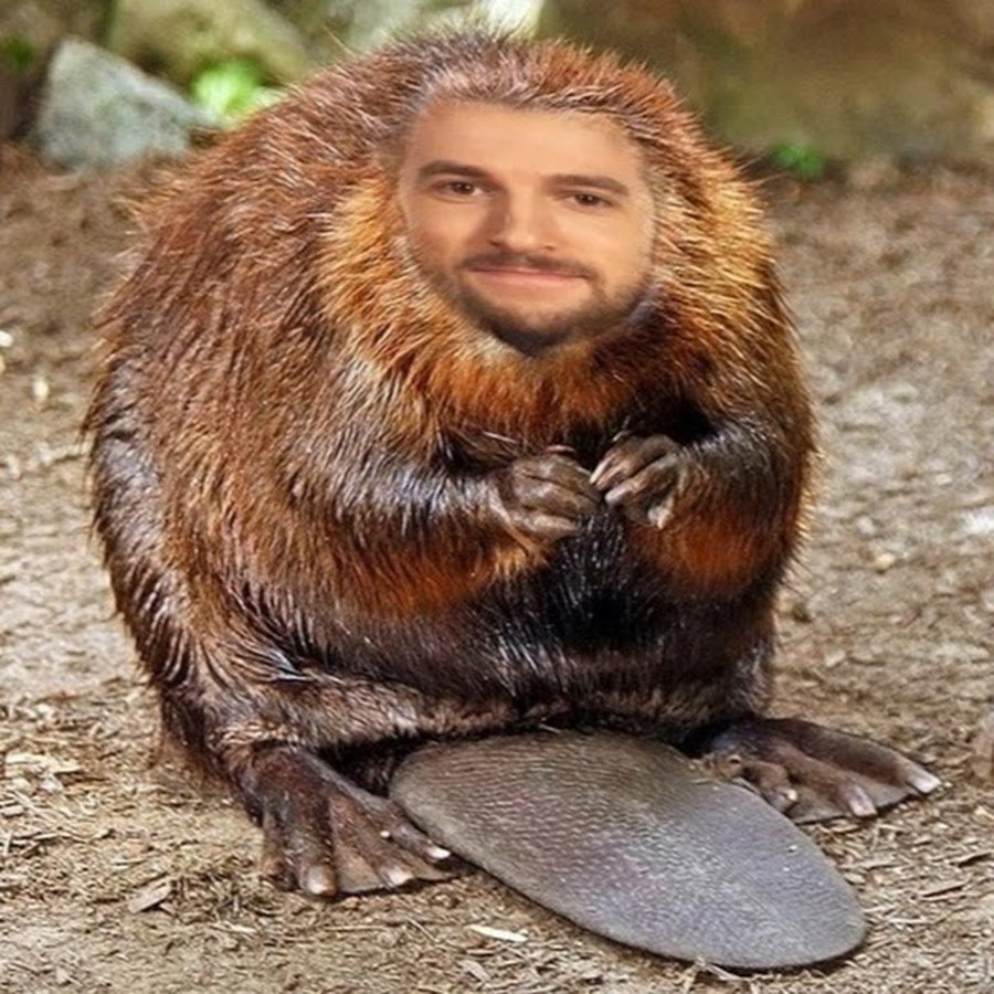 Милые бобры