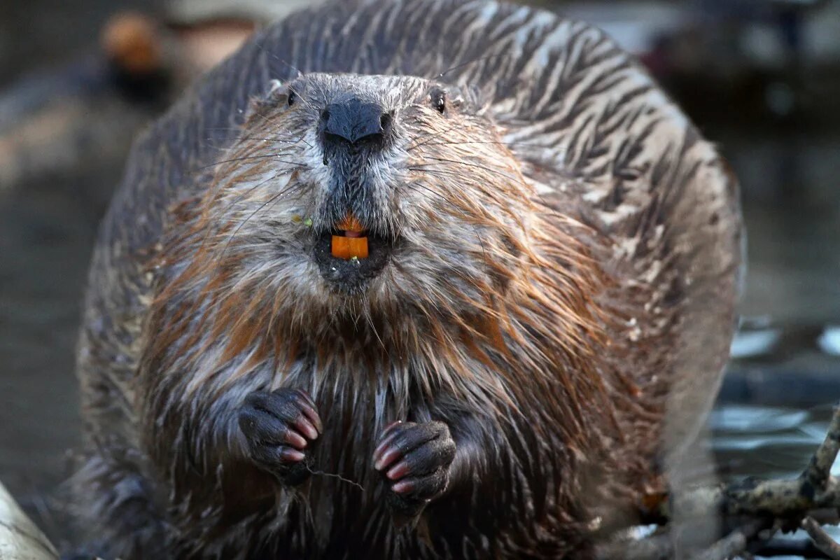 Обыкновенный Бобр