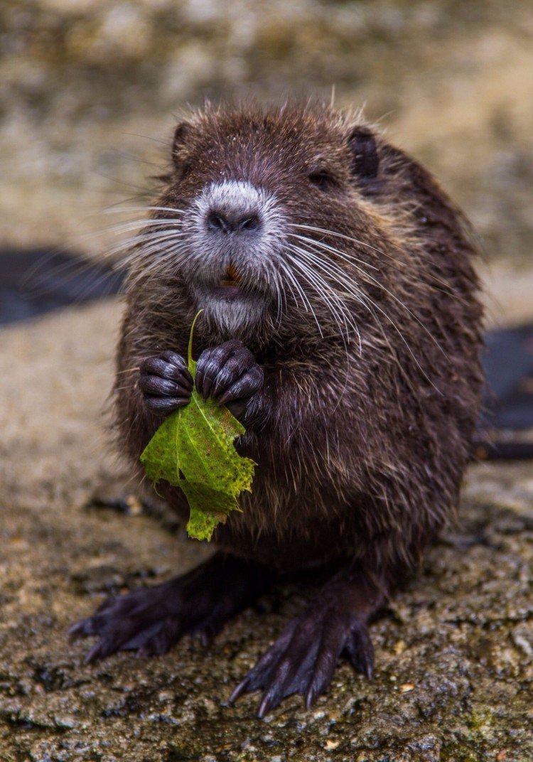 Канадский Бобр (Castor canadensis)