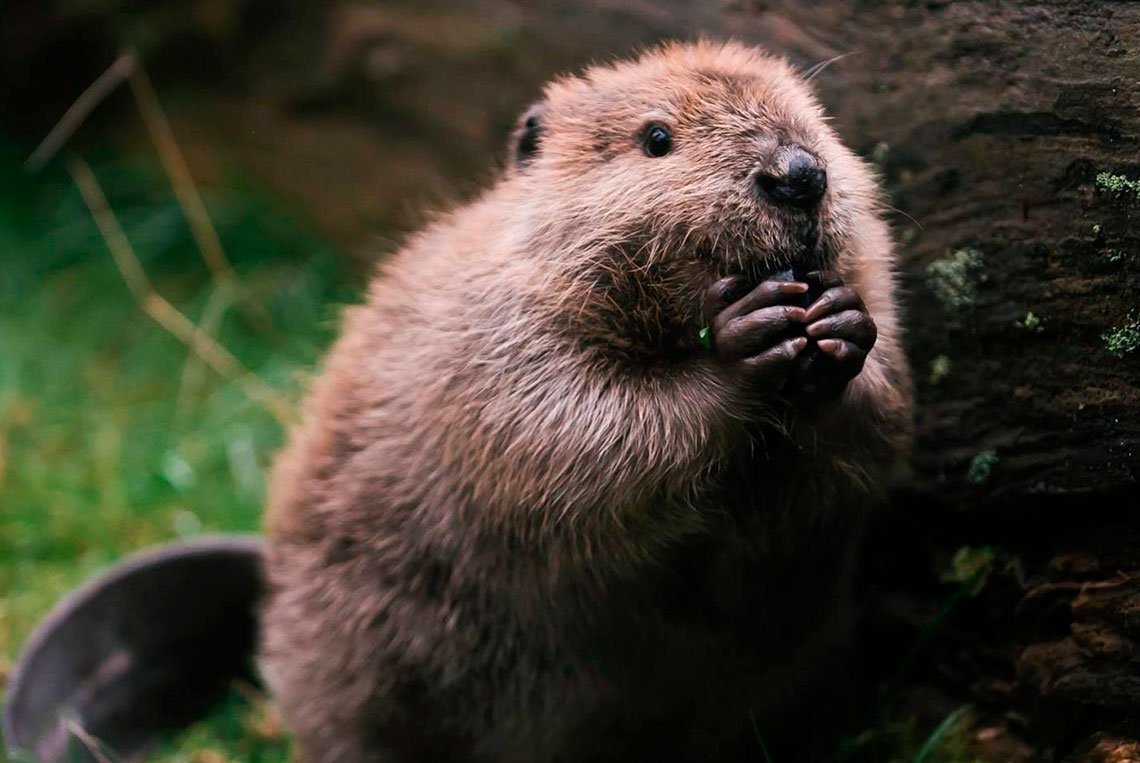 Бобр нутрия