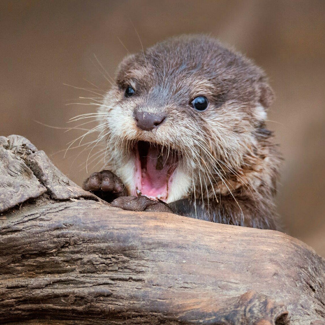 Выдра смешная