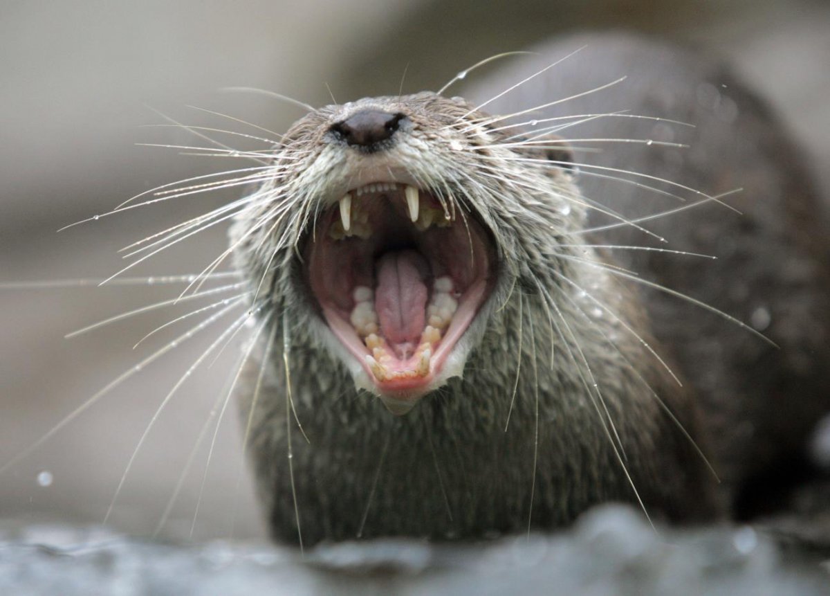 Спящий бобер