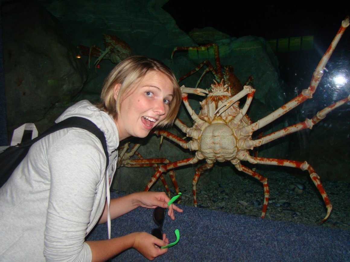 Краб-паук гигантский