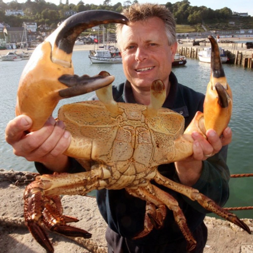 Тасманский Королевский краб