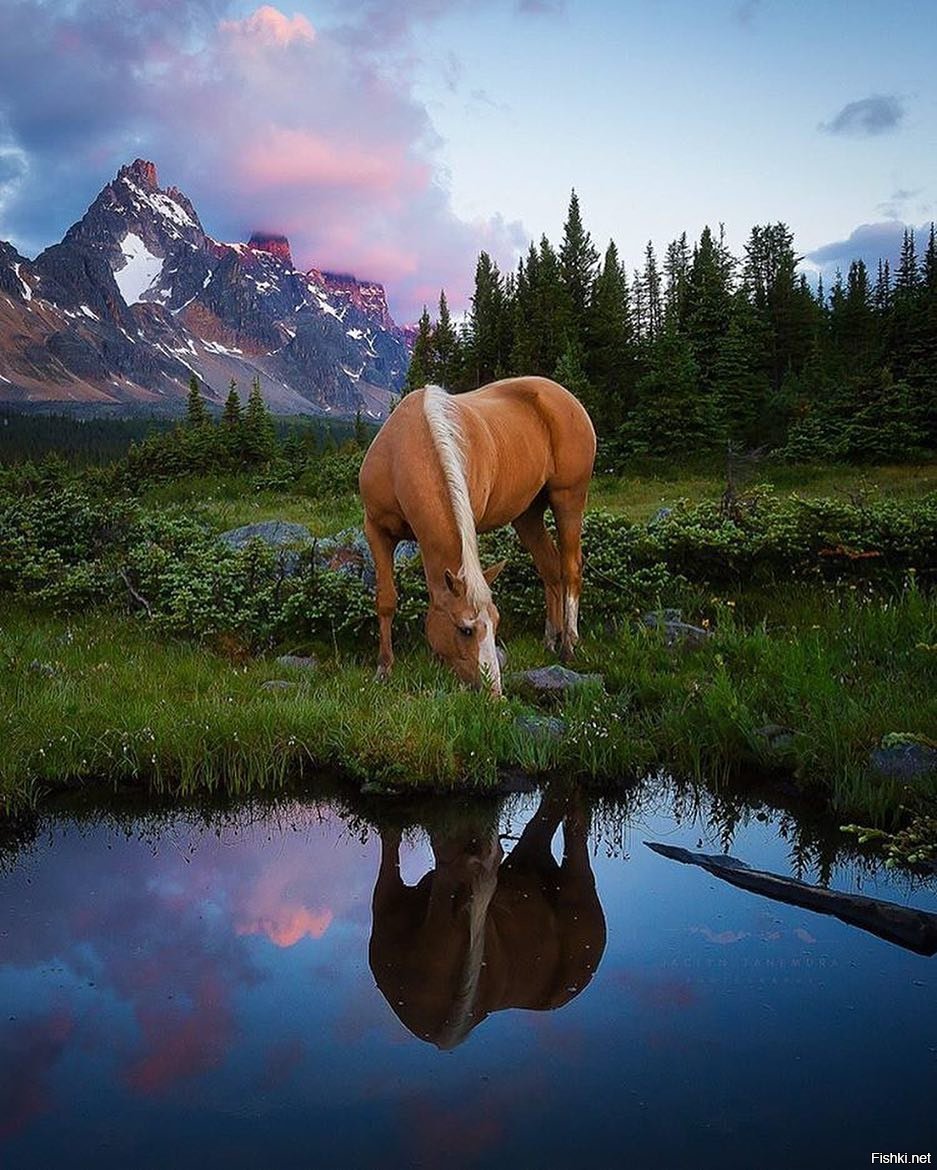 Лошади на природе