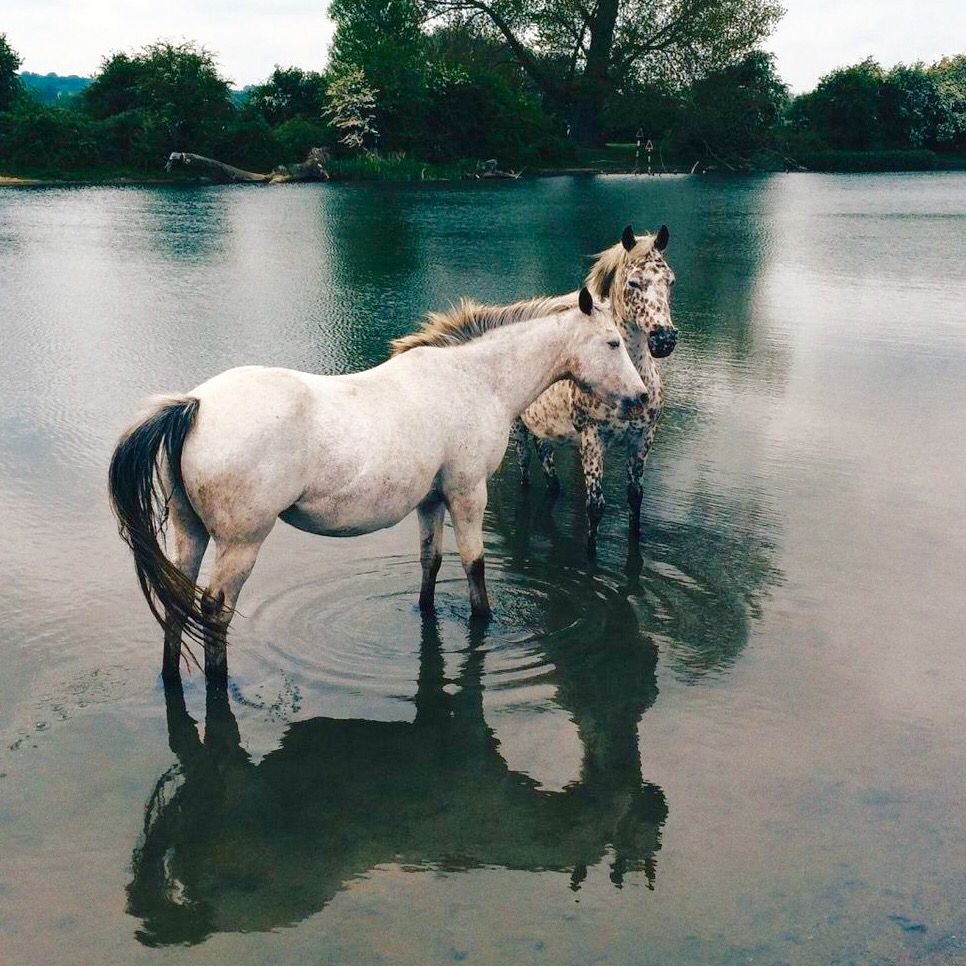 Конь Эстетика