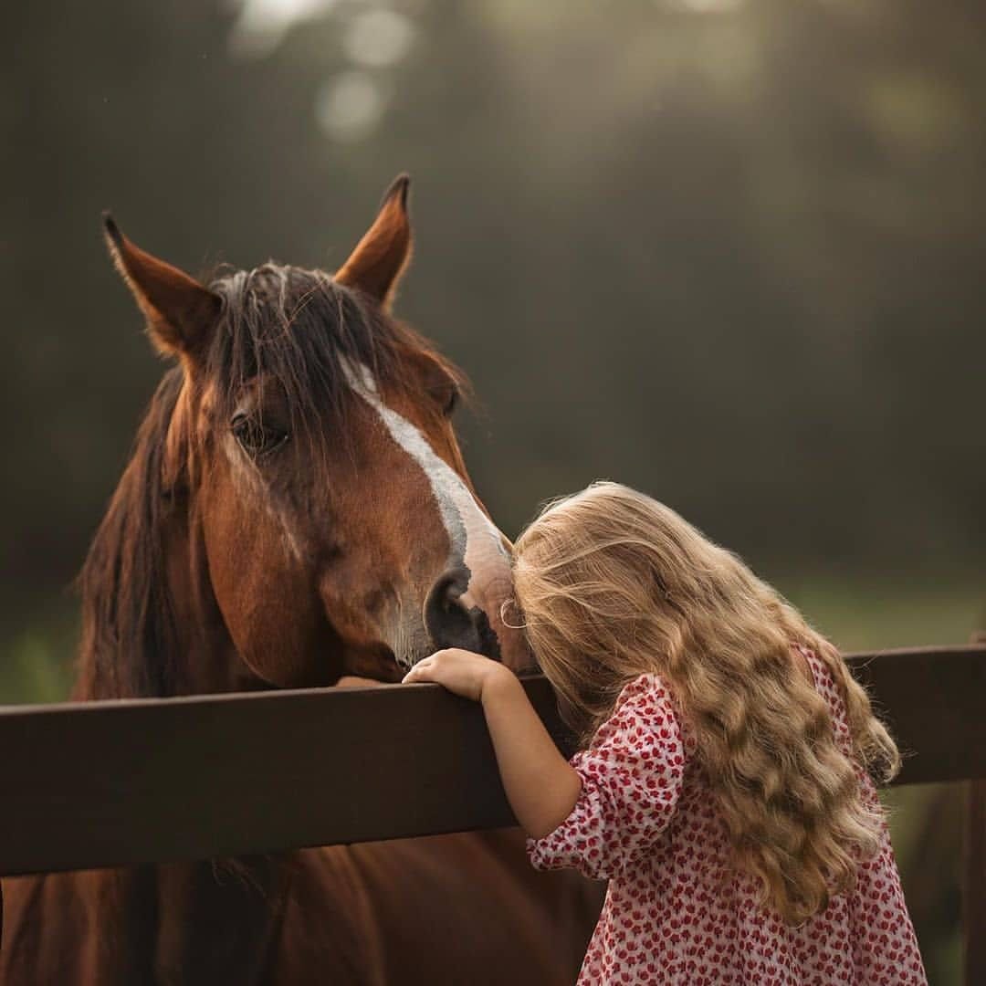 Лошади Эстетика