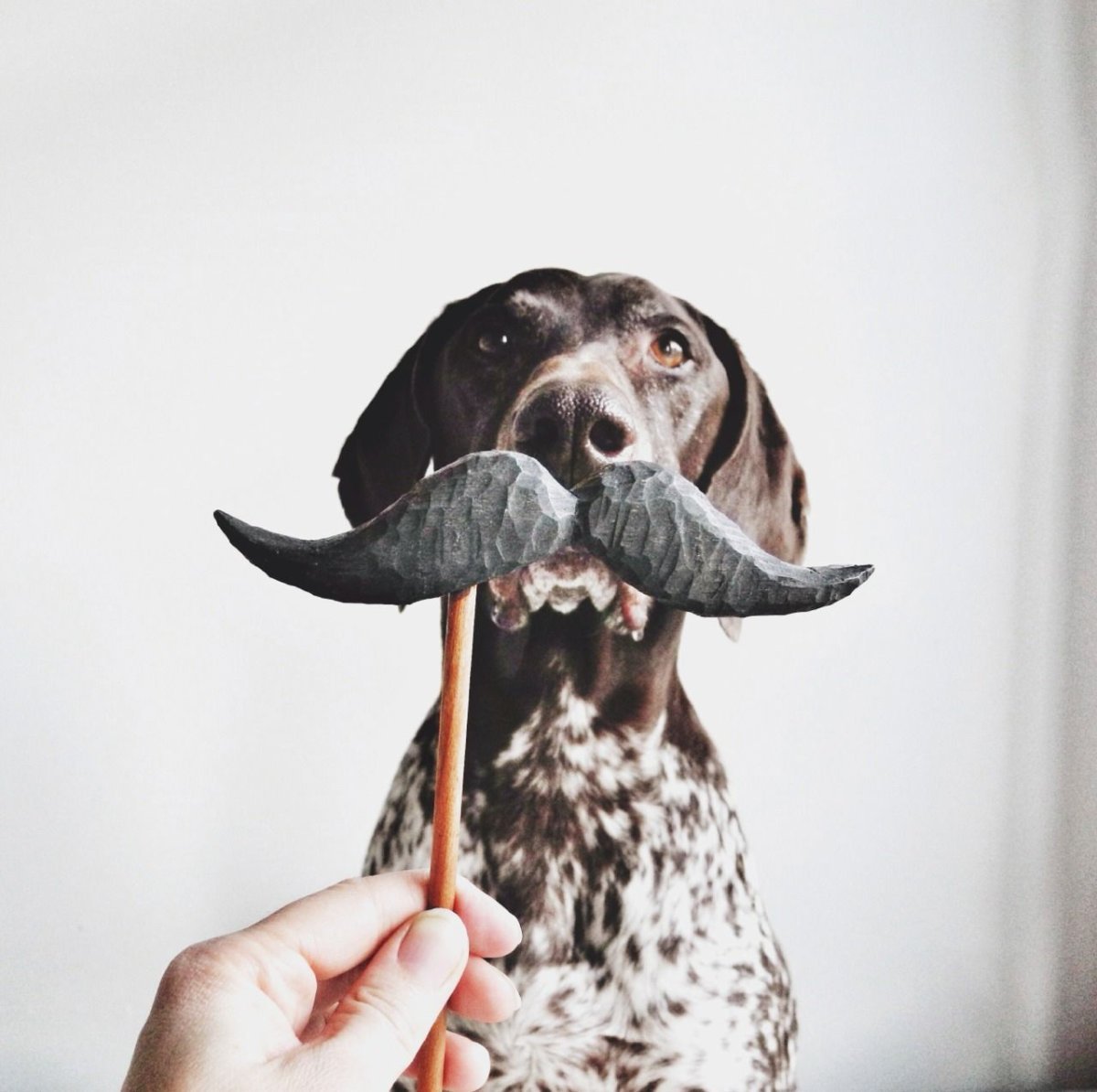 Картинка собака с усами