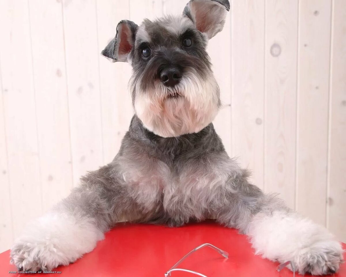 Шнауцер миттель стрижка