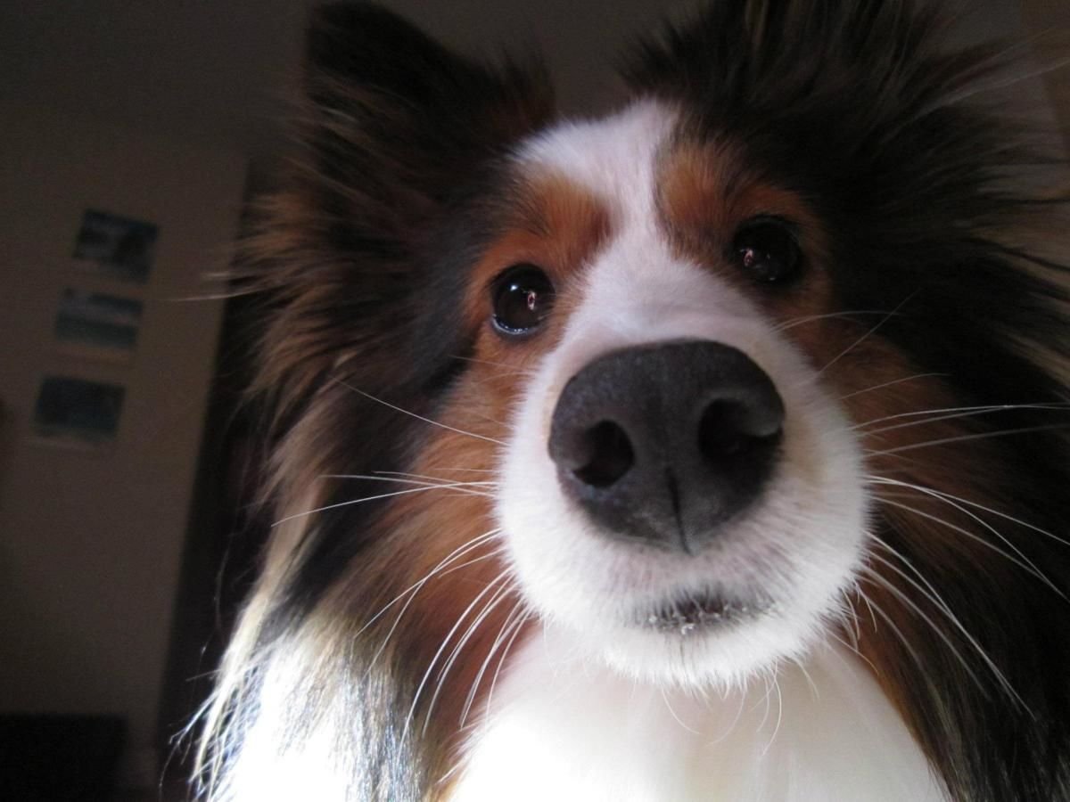 Собака с усами