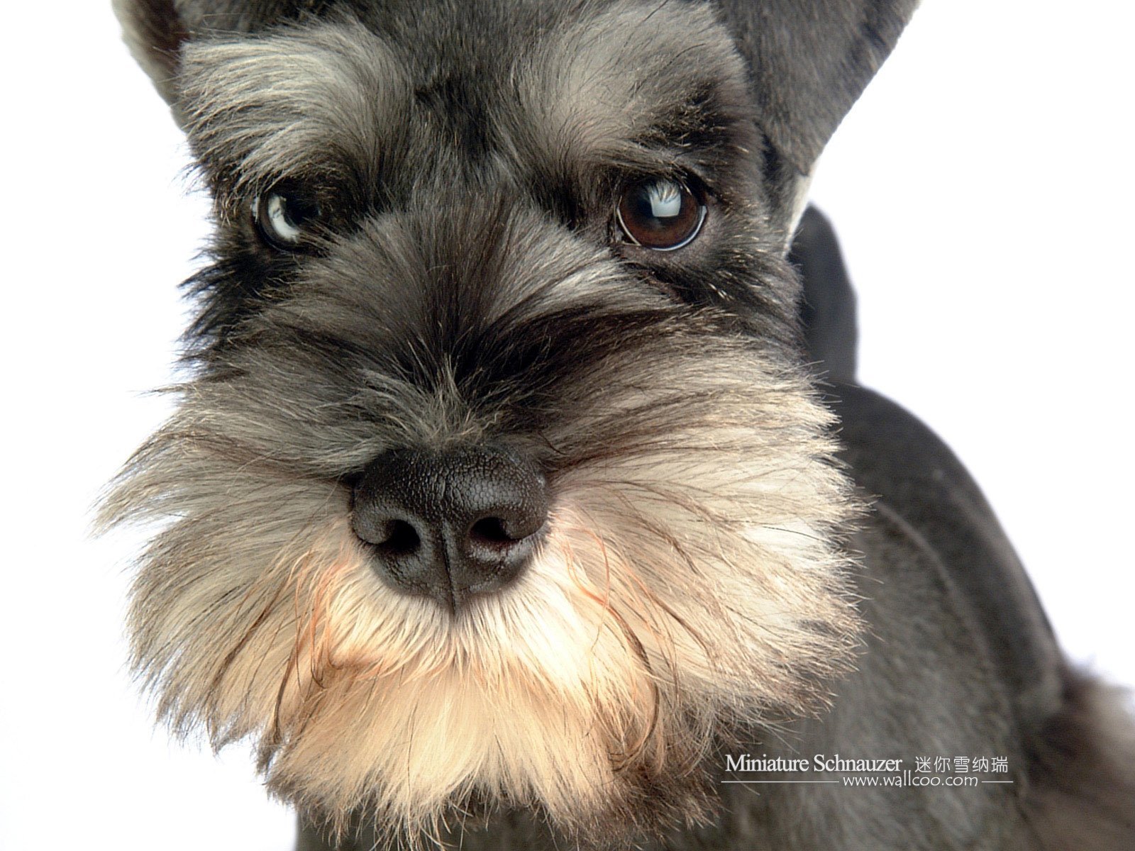 Порода собак с усами - 75 фото