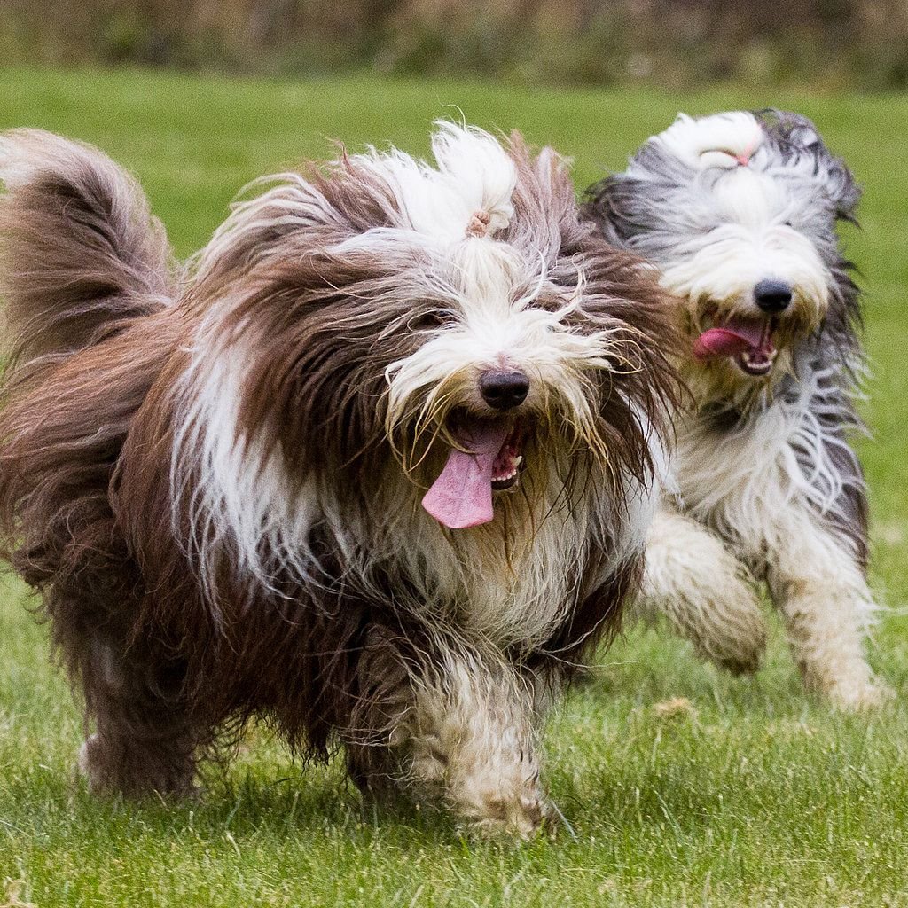 Биардид бородатый колли