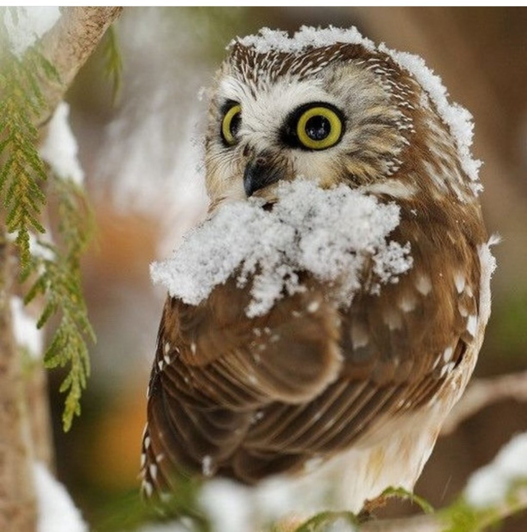 Полярная Сова с совятами