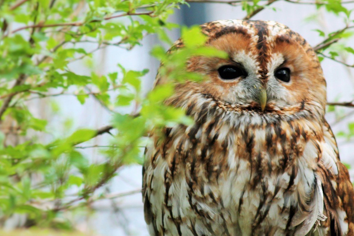 Сова в природе