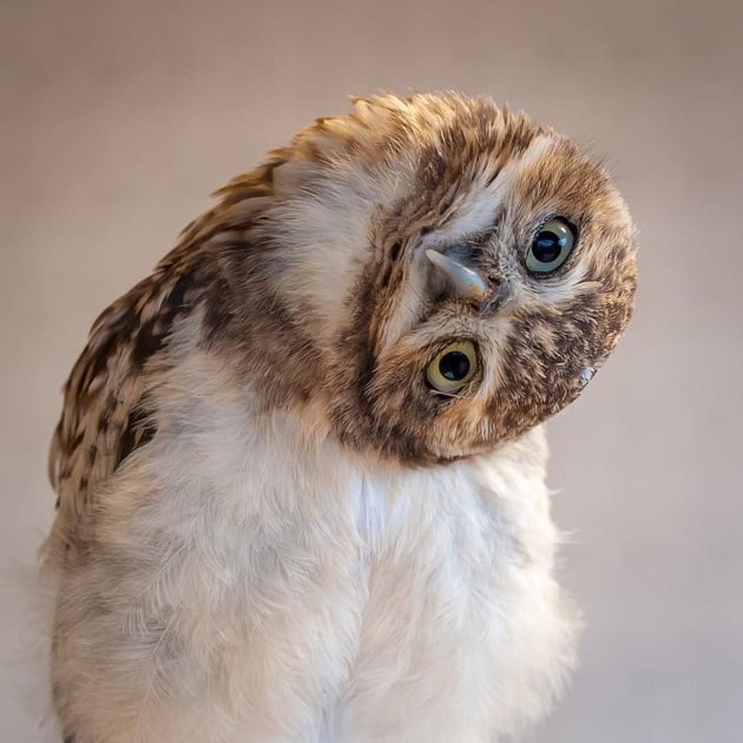 Совенок птенец