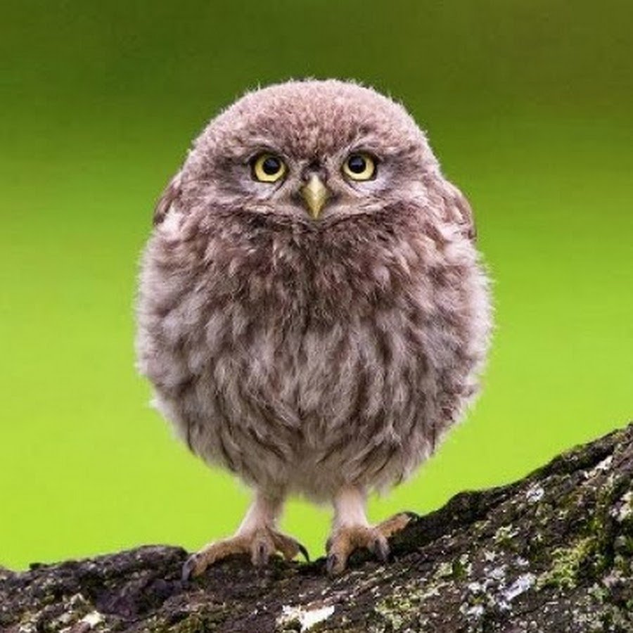 Сычик сплюшка