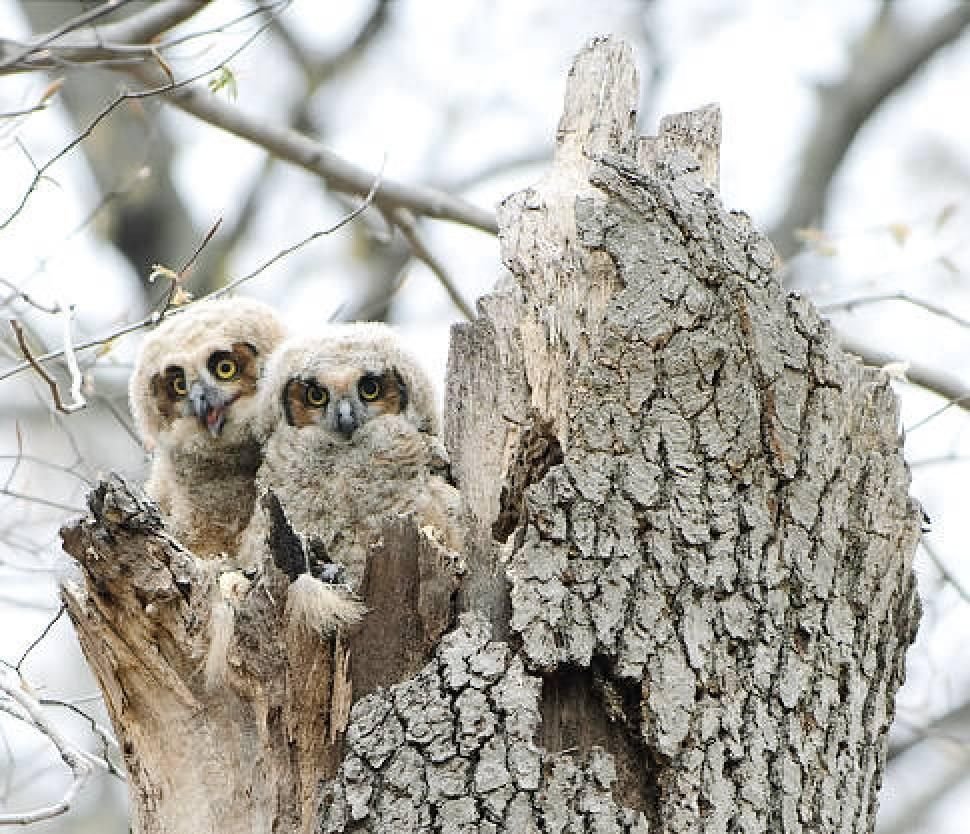 Сова мохноногий Сыч