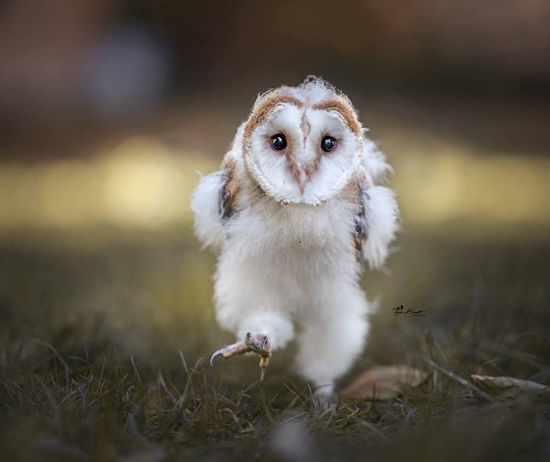 Полярная Сова игрушка мягкая