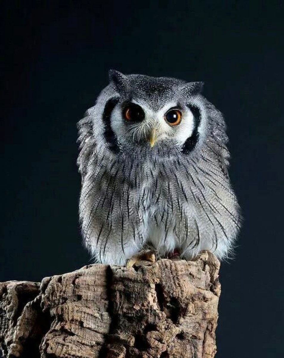 Североамериканский мохноногий Сыч