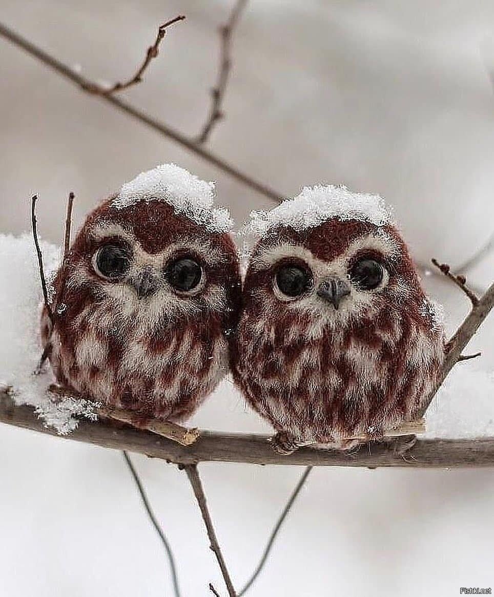 Пушистый Совенок