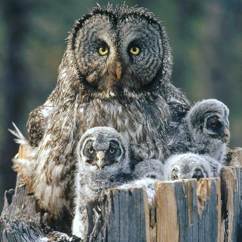 Филин с закрытыми глазами