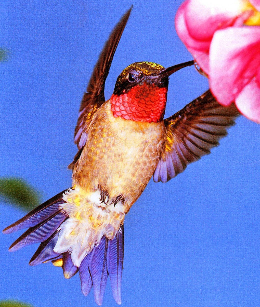 Обыкновенный Рубиновогорлый Колибри