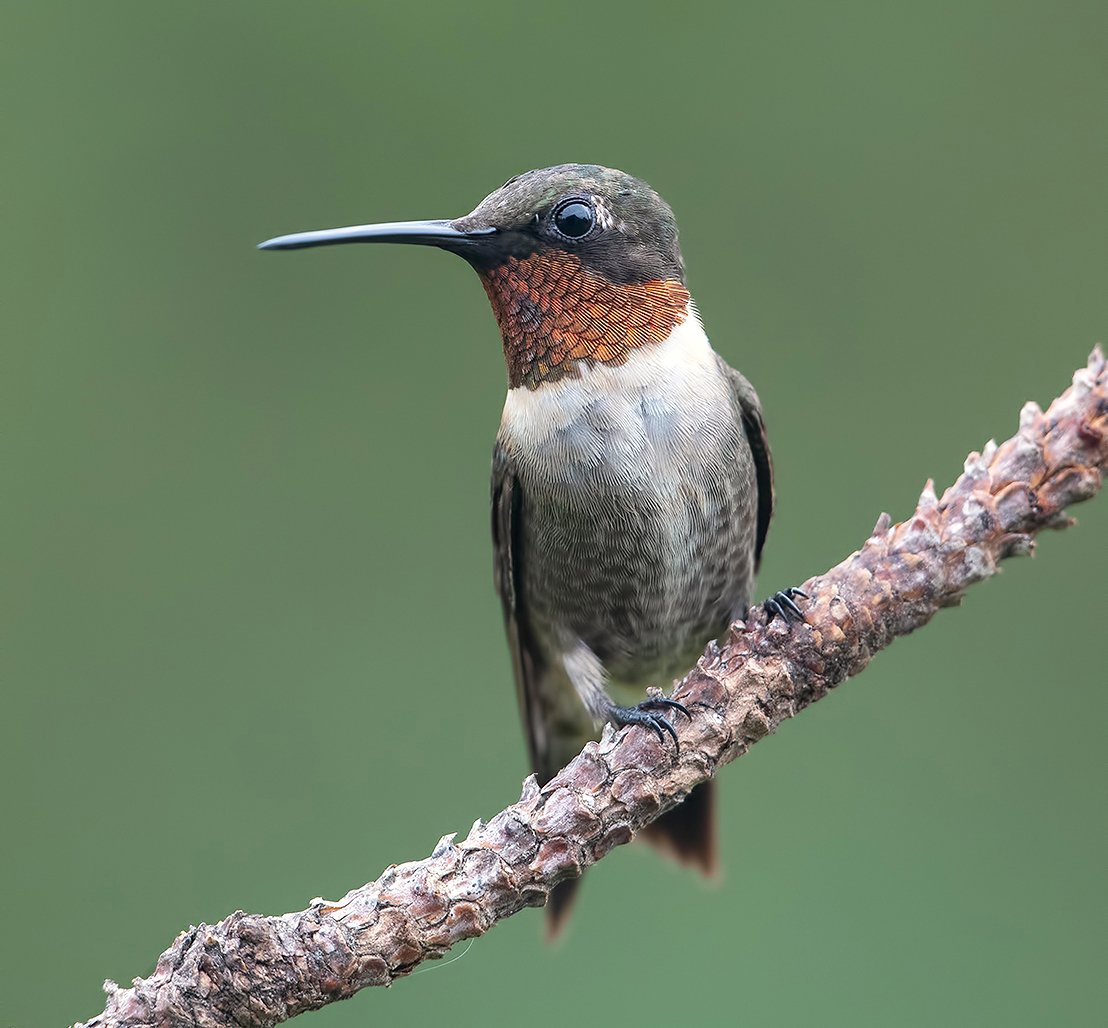 Сведения о Колибри