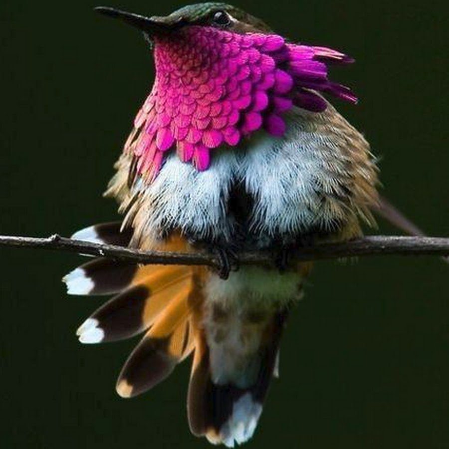 Рубиновогорлый Колибри