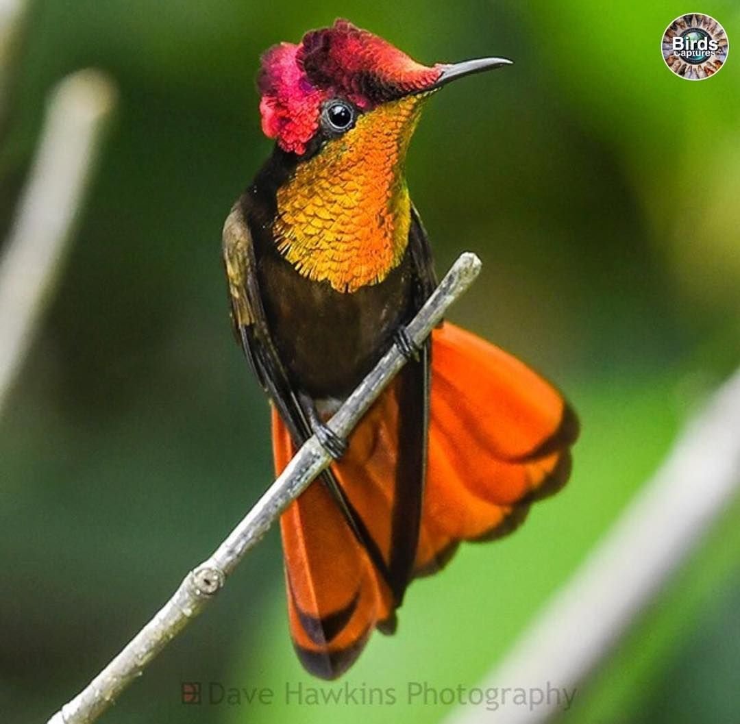 Огненный топаз Колибри