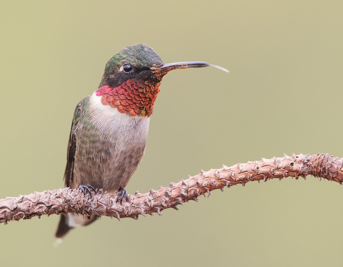Обыкновенный архилохус