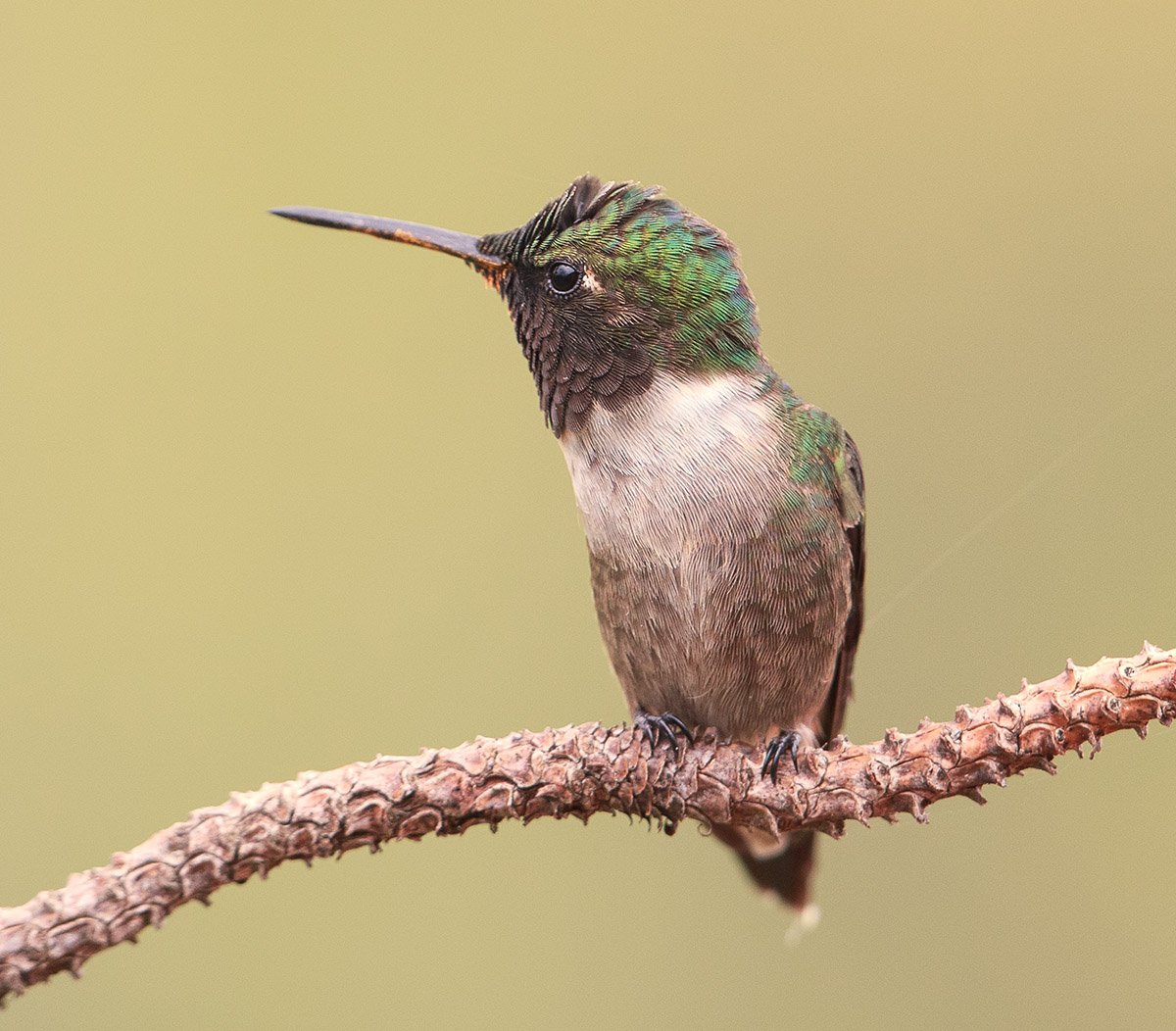 Обыкновенный Рубиновогорлый Колибри