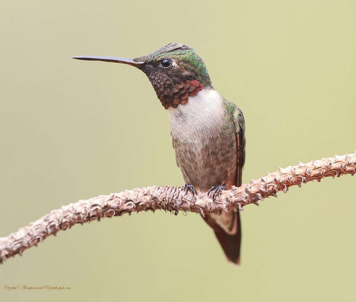 Фото рубиновогорлого Колибри